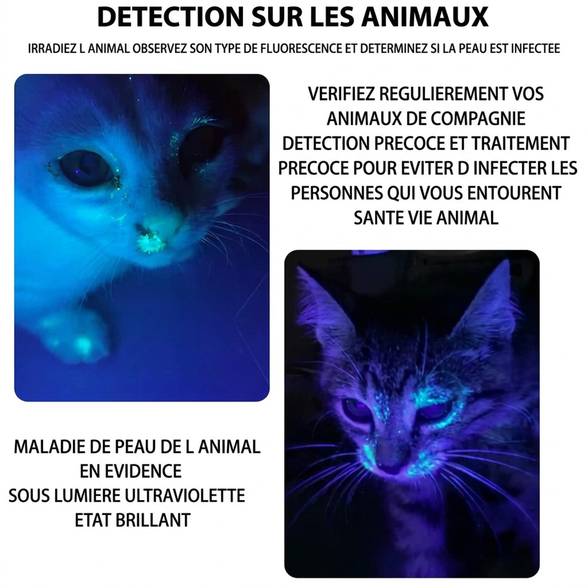 | Lampe de Poche Lampe UV 365nm – Image 3